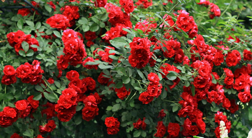 Роза плетистая `Фламентанс 4.jpg